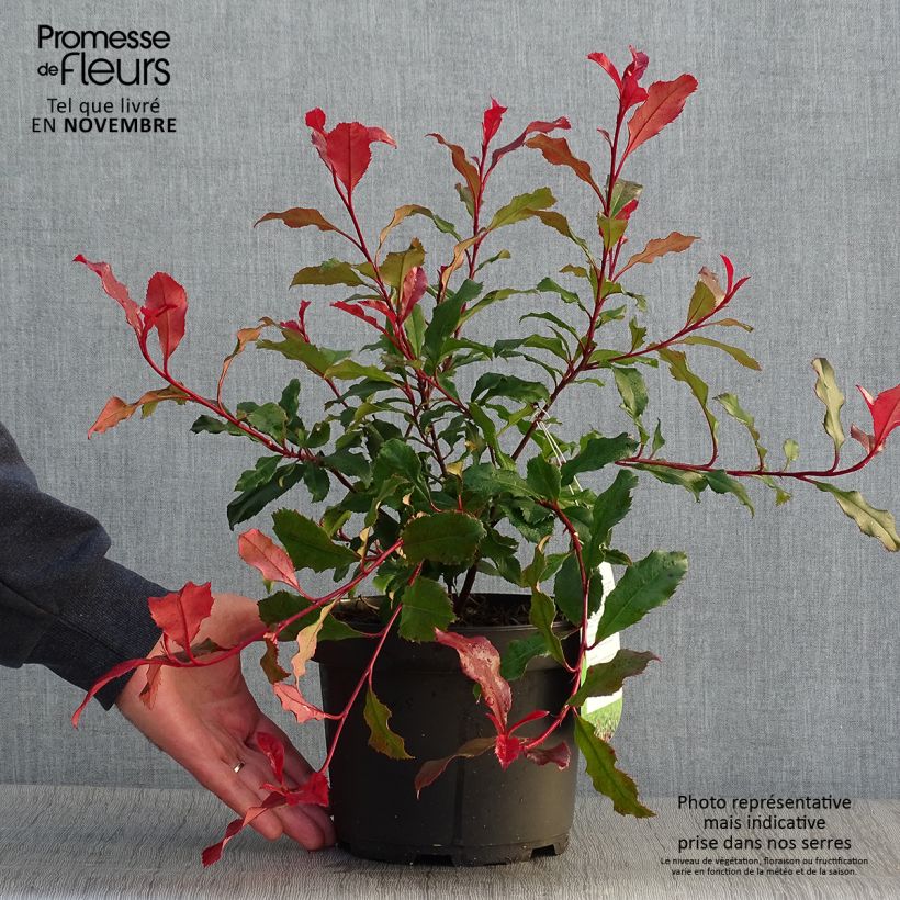 Photinia fraseri Corallina - Christmas Berry 1.5L/2L pot sample as delivered in autumn
