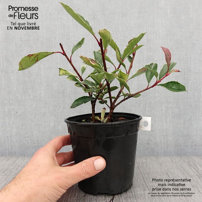Photinia fraseri Pink Marble - Christmas Berry 1L/1.5L pot sample as delivered in autumn