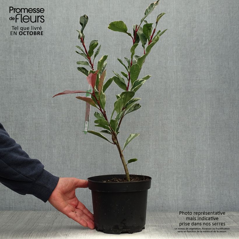 Photinia fraseri Pink Marble - Christmas Berry 2L/3L pot sample as delivered in autumn