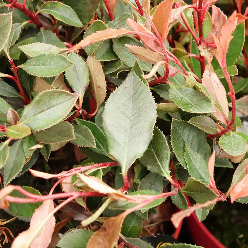 Photinia fraseri Red Ballcoon - Christmas Berry (Foliage)