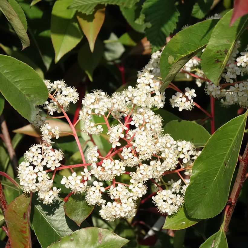 Photinia fraseri Red Light - Christmas Berry (Flowering)