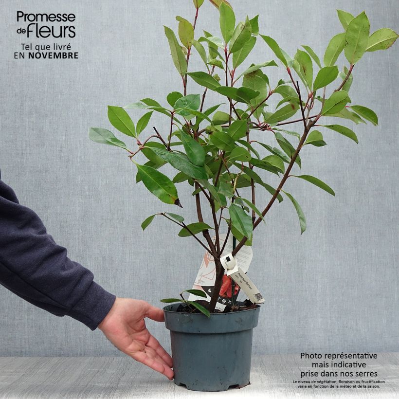 Photinia fraseri Red Robin 40/60cm en pot de 2L/3L sample as delivered in autumn