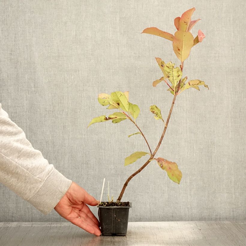 Photinia fraseri Red Robin Blood Godet de 9cm sample as delivered in autumn