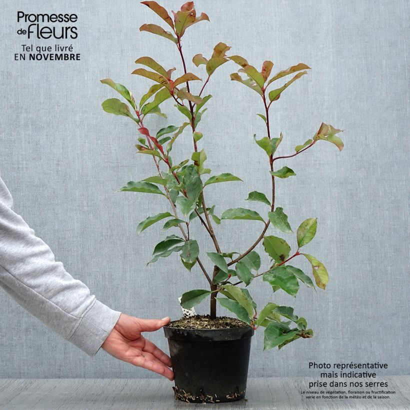 Photinia fraseri Red Select 3L/4L pot sample as delivered in autumn