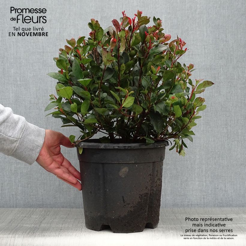 Photinia Little Red Robin en pot de 10L sample as delivered in autumn