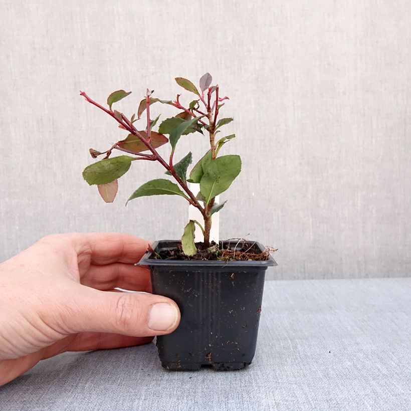 Photinia fraseri Little Red Robin - Christmas Berry 8/9 cm pot sample as delivered in winter