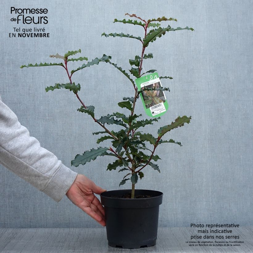 Photinia serratifolia Crunchy Pot de 2L/3L sample as delivered in autumn