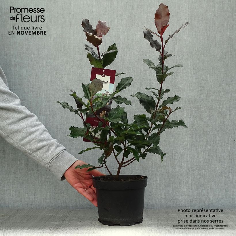 Photinia fraseri Magical Volcano - Christmas Berry 2L/3L pot sample as delivered in autumn