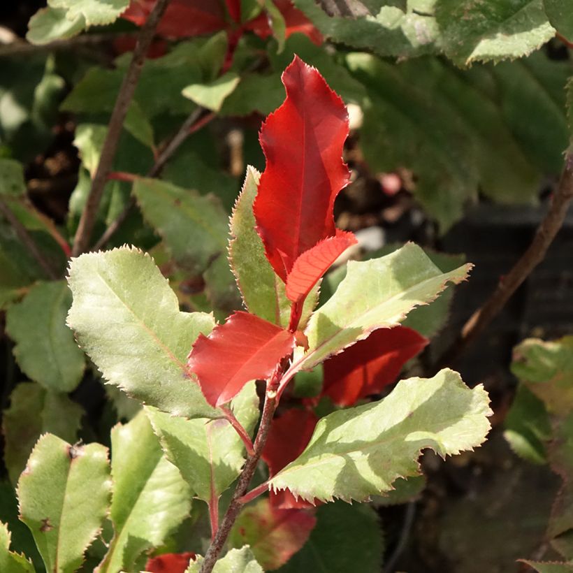 Photinia fraseri Magical Volcano - Christmas Berry (Foliage)