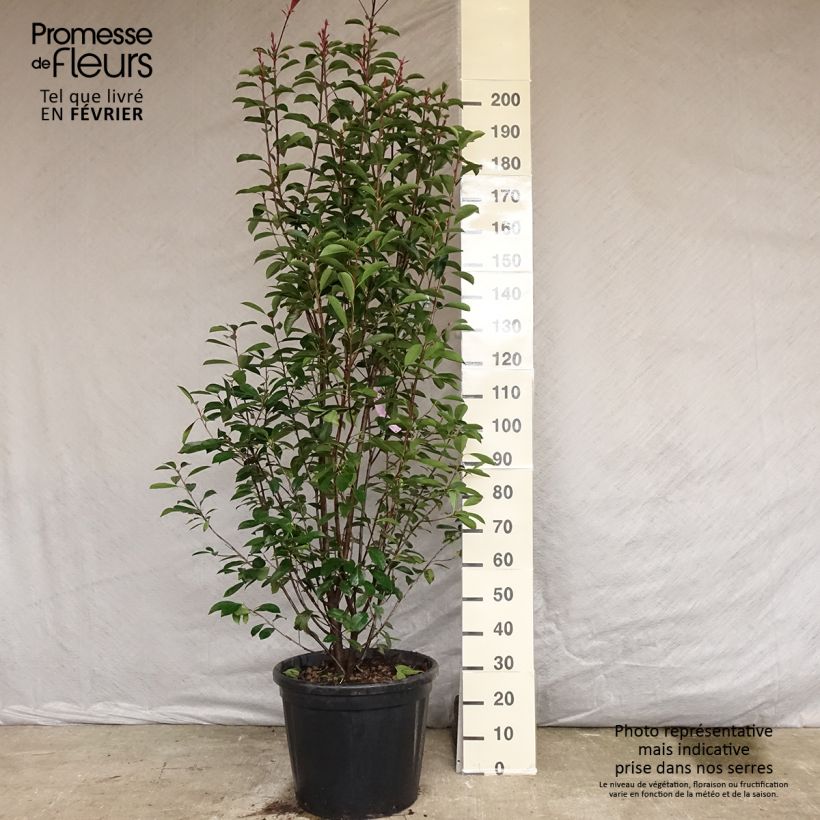 Photinia x fraseri Red Robin 200/250cm en pot de 55L sample as delivered in autumn