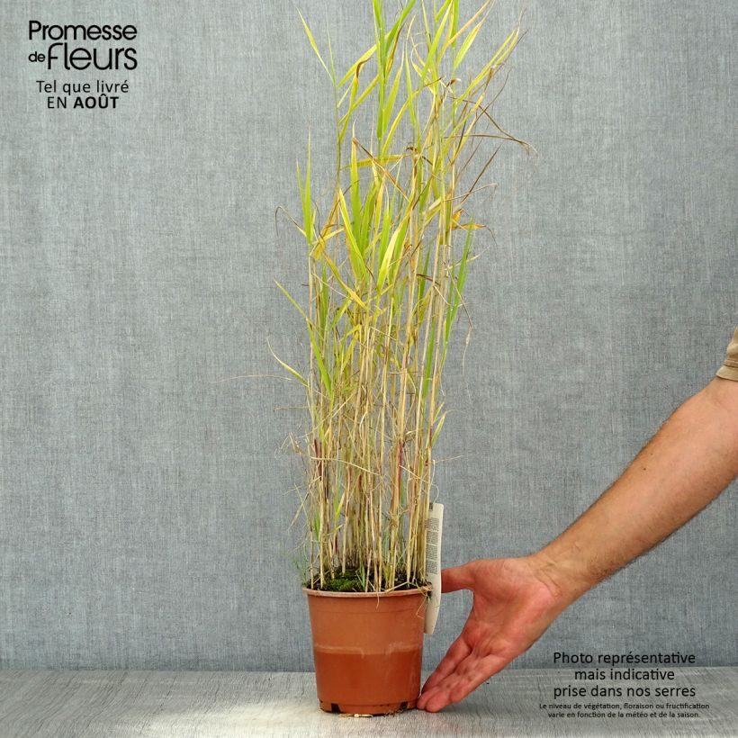 Phragmites australis 1L/1.5L pot sample as delivered in summer