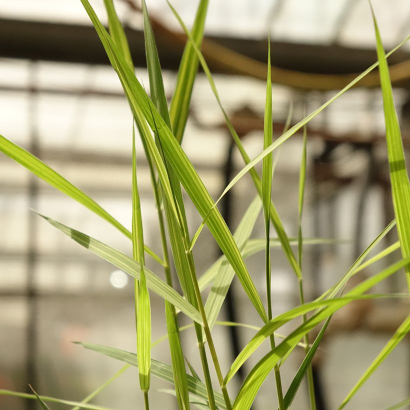 Phragmites australis Variegatus (Foliage)