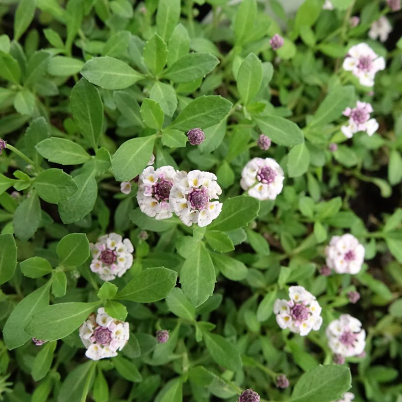 Phyla nodiflora var. canescens - Capeweed (Flowering)