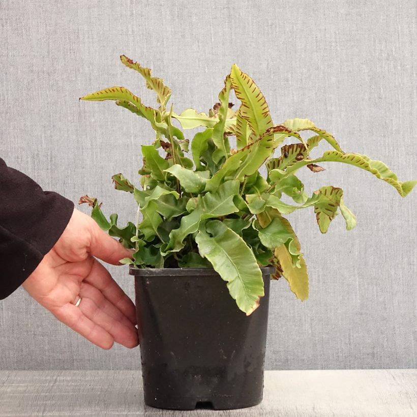 Phyllitis scolopendrium - Fougère Scolopendre - Pot de 2L/3L sample as delivered in spring