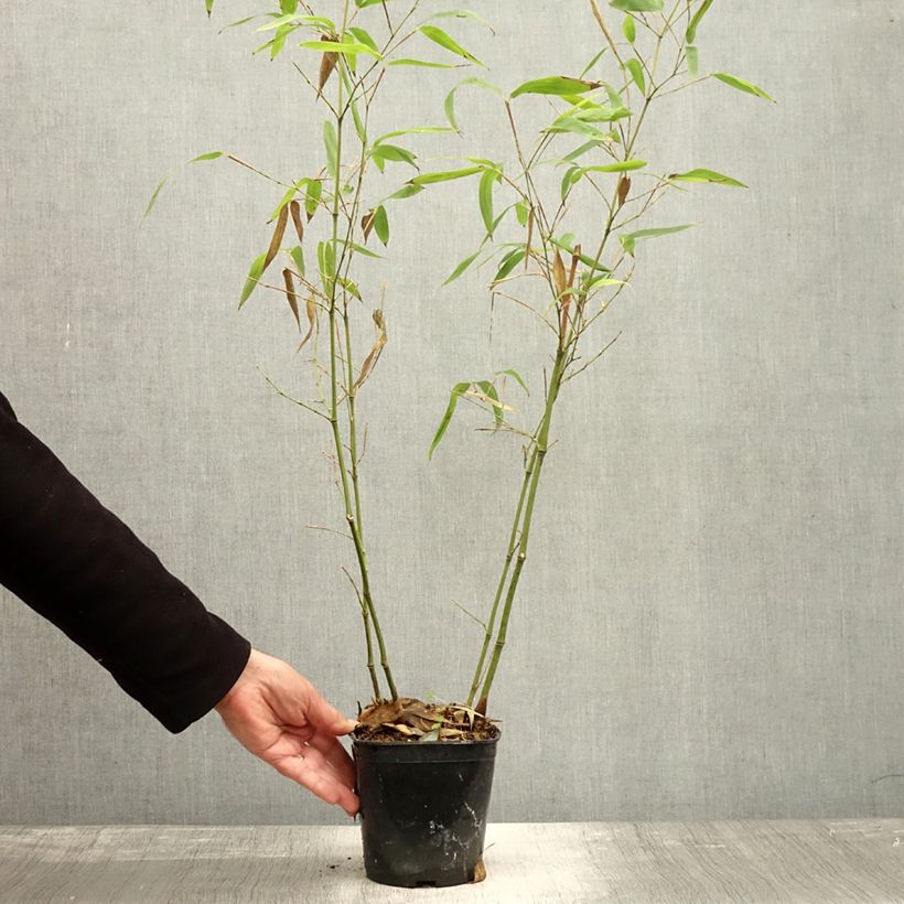 Phyllostachys atrovaginata Green Perfume - Medium Bamboo 2L/3L pot sample as delivered in autumn