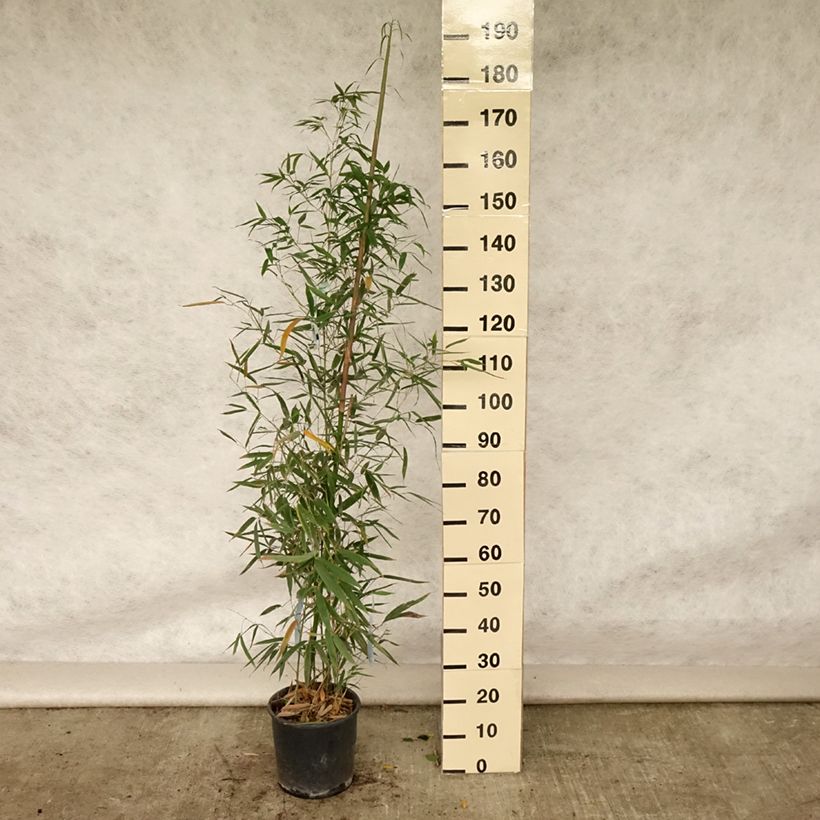 Phyllostachys aurea Holochrysa - Fishpole Bamboo 7.5L/10L pot sample as delivered in summer