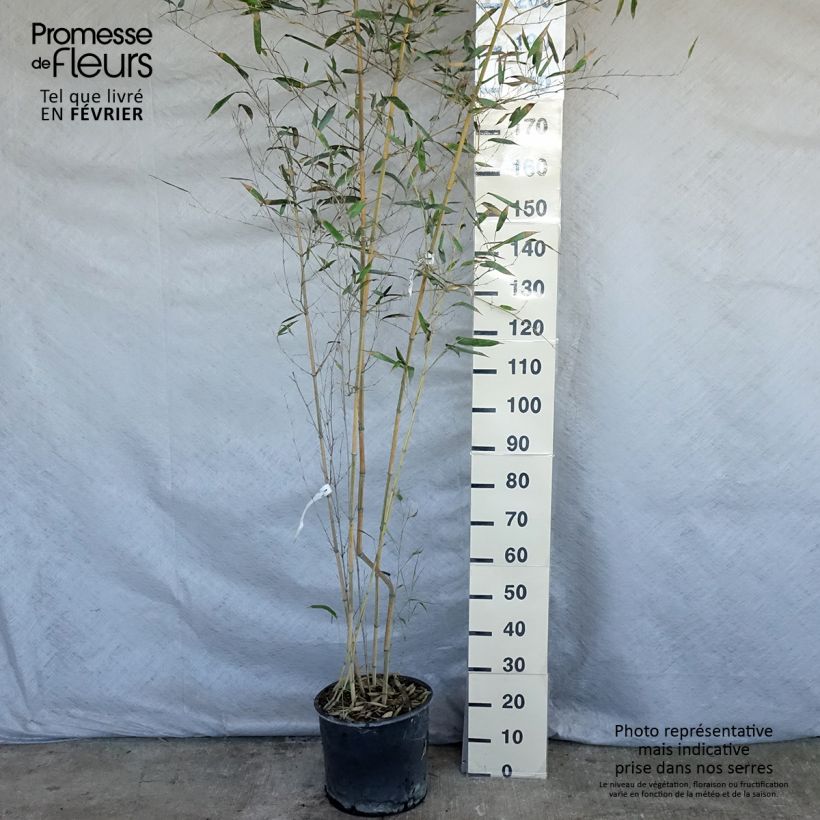 Phyllostachys aureosulcata Spectabilis pot de 7,5L 100/150 cm sample as delivered in winter