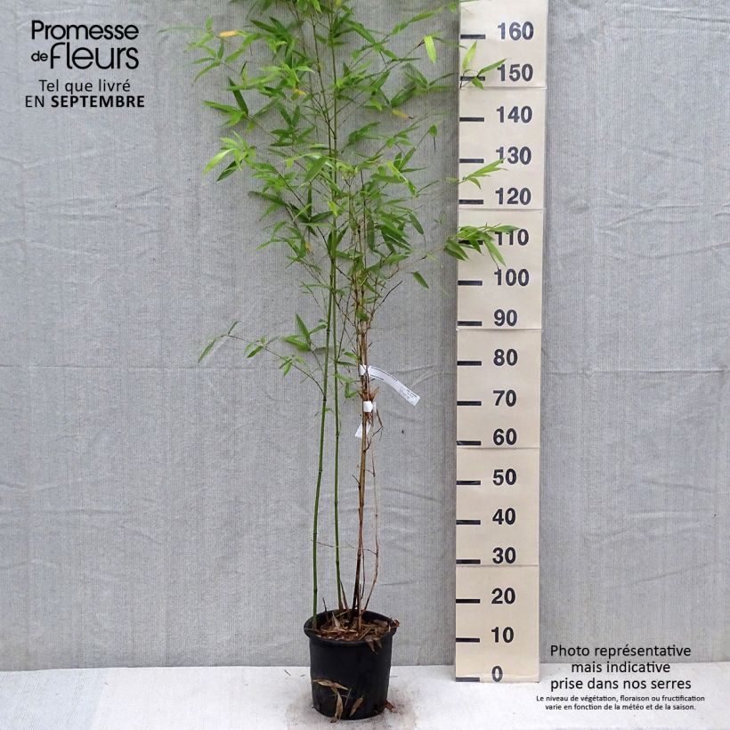 Phyllostachys glauca - Bambou moyen Pot de 4/5L sample as delivered in autumn