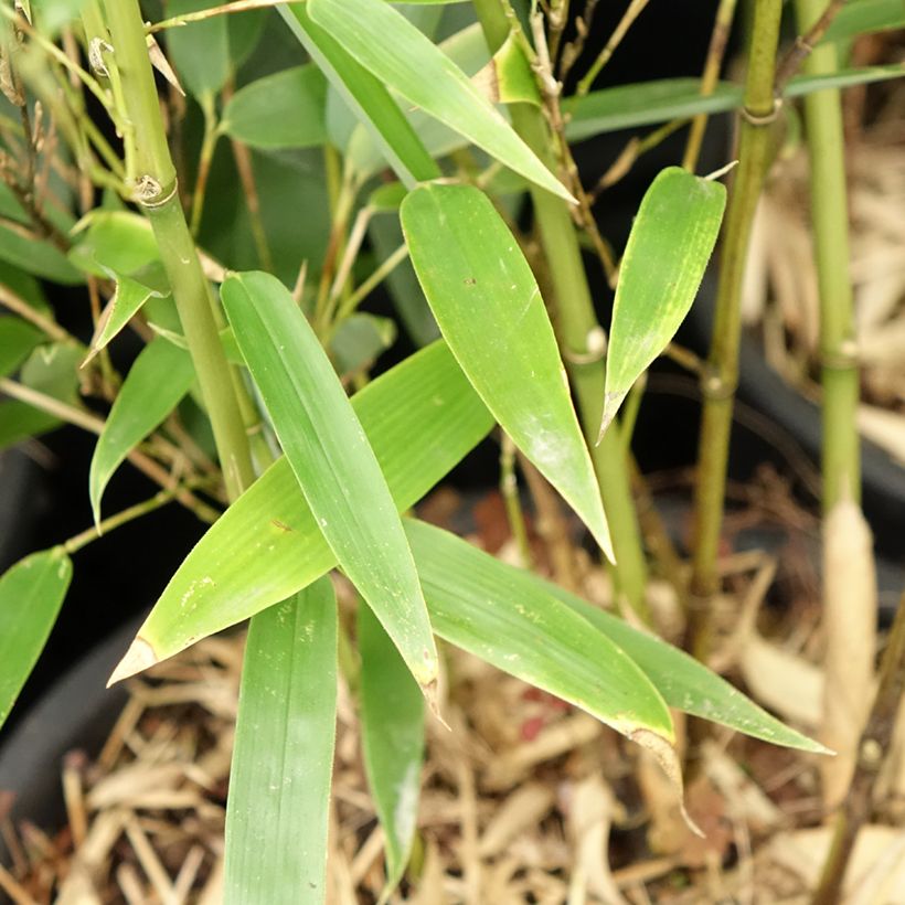 Phyllostachys heteroclada - Giant Bamboo (Foliage)