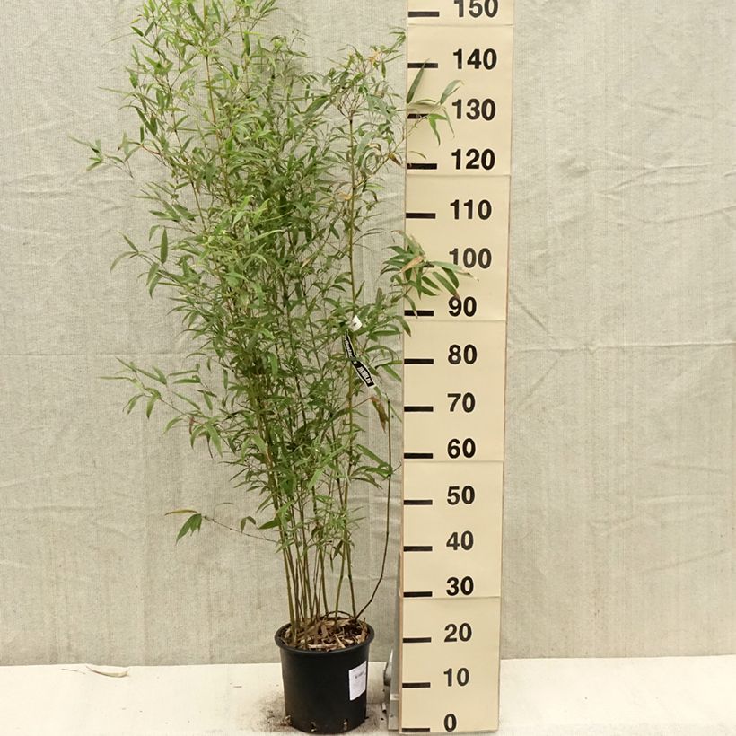 Phyllostachys humilis - Bamboo sample as delivered in spring