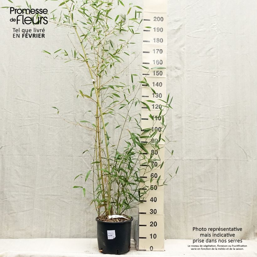 Phyllostachys parvifolia - Bambou géant - en pot de 12L/15L sample as delivered in winter