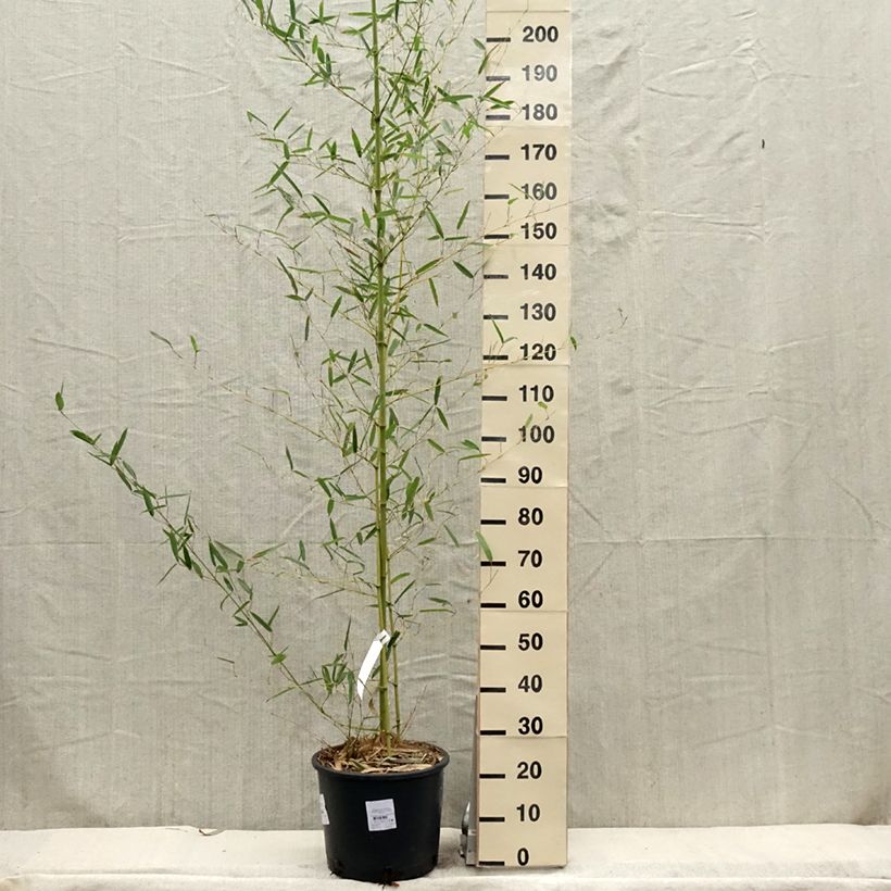 Phyllostachys parviflora - Giant Bamboo sample as delivered in spring