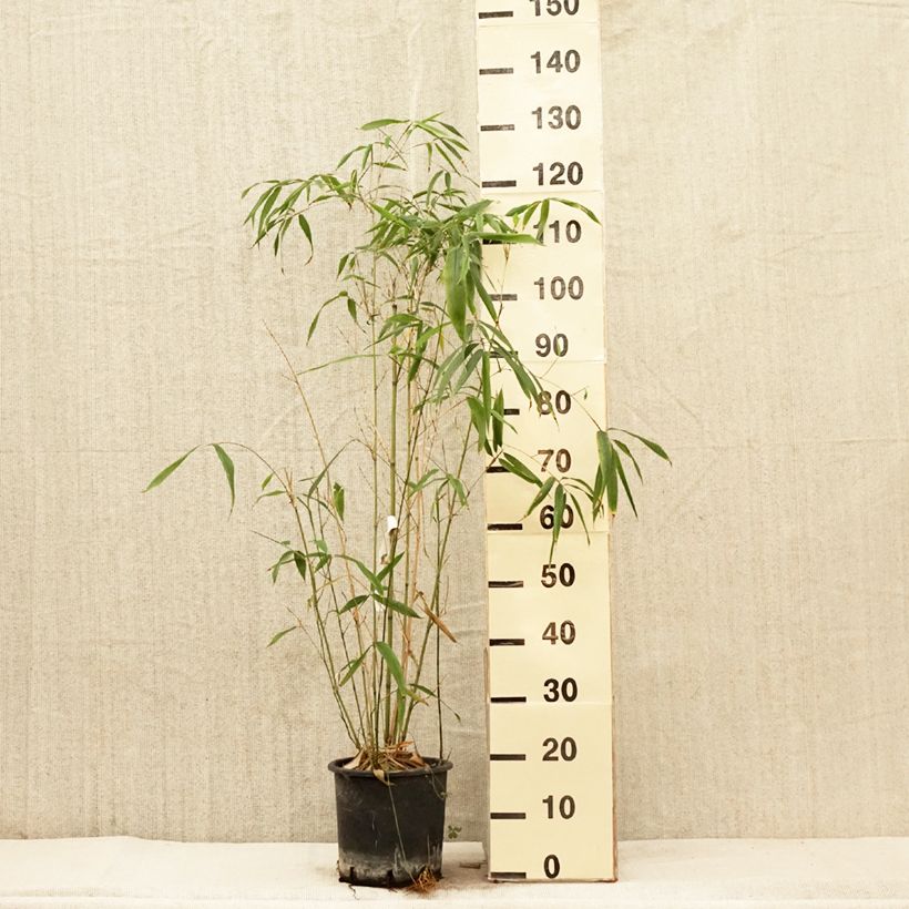 Phyllostachys rubromarginata - Bambou moyen Pot de 5L sample as delivered in spring