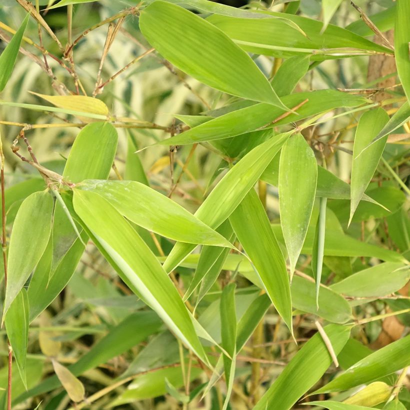 Phyllostachys viridis Sulphurea - Golden Chinese Bamboo (Foliage)