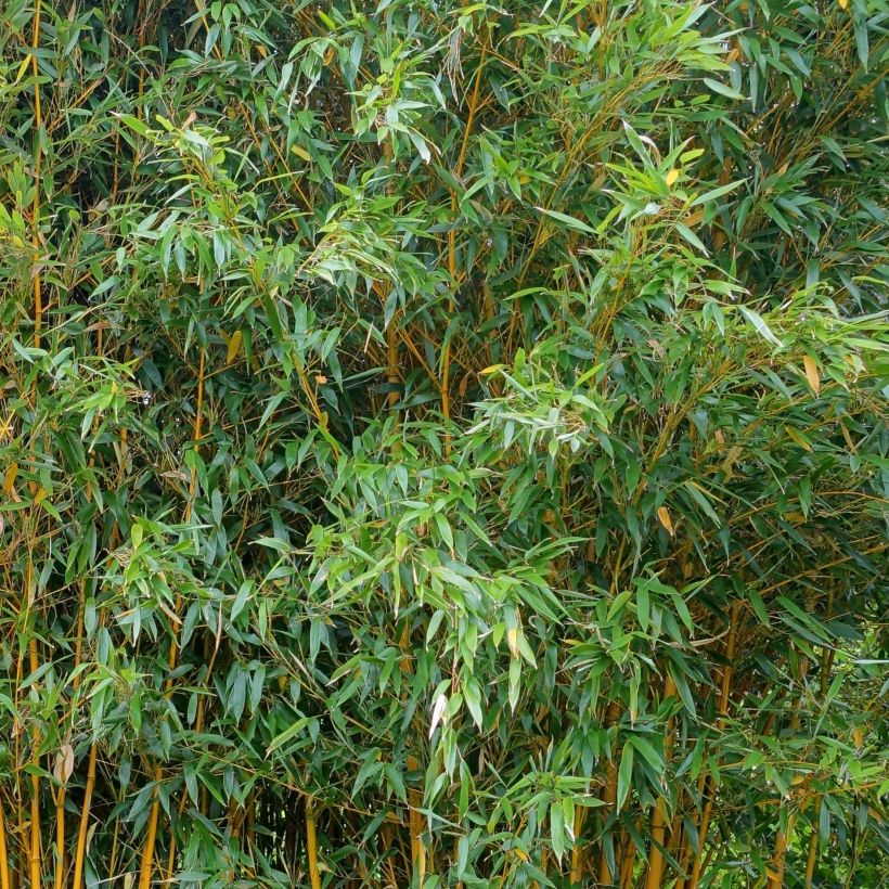 Phyllostachys vivax Aureocaulis - Golden Chinese Timber Bamboo (Foliage)