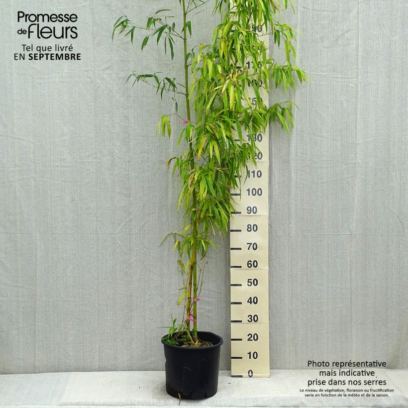 Phyllostachys vivax Huangwenzhu - Bambou géant en pot de 15L sample as delivered in autumn