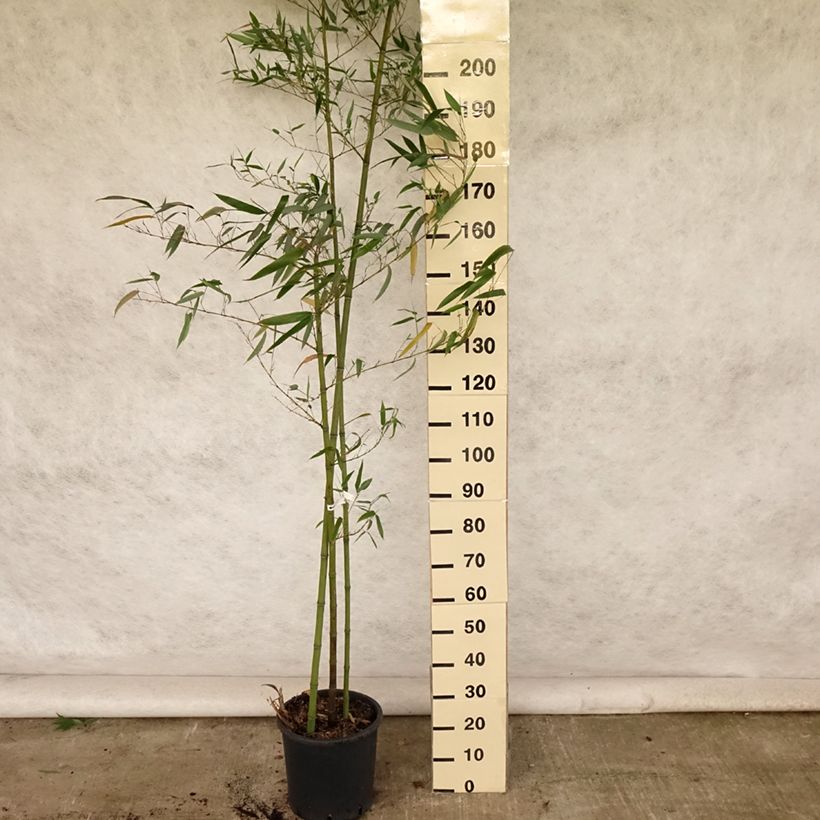 Phyllostachys vivax Huangwenzhu - Golden Chinese Timber Bamboo 4L/5L pot sample as delivered in summer