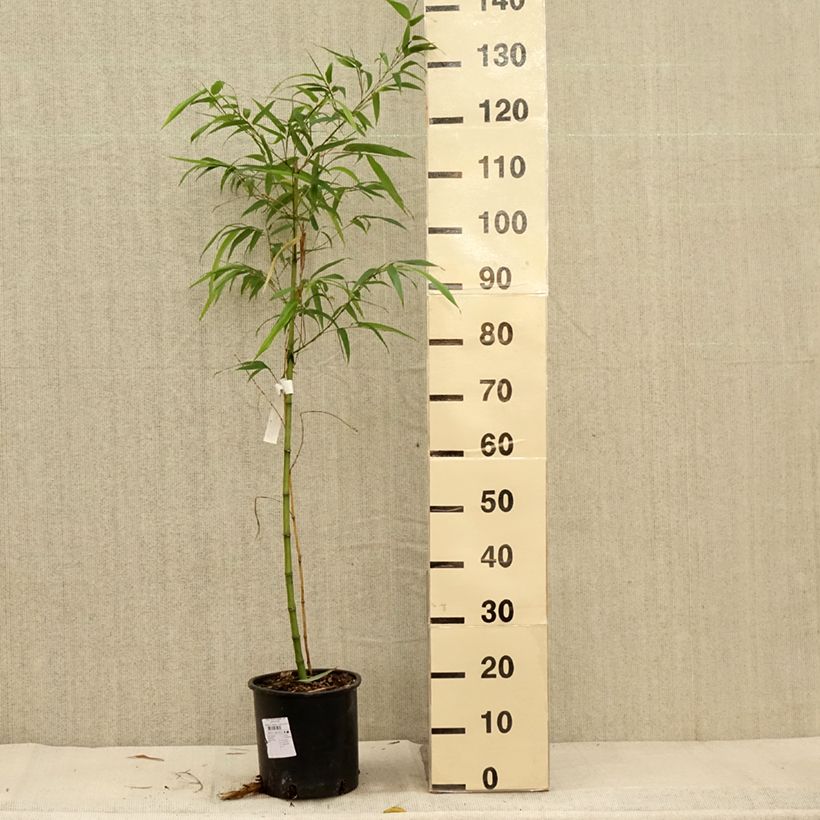 Phyllostachys vivax MacClure - Golden Chinese Timber Bamboo 4L/5L pot sample as delivered in autumn