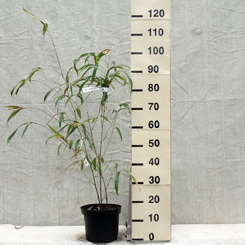 Phyllostachys vivax MacClure - Golden Chinese Timber Bamboo 4L/5L potShipped height around 100/150cm sample as delivered in spring
