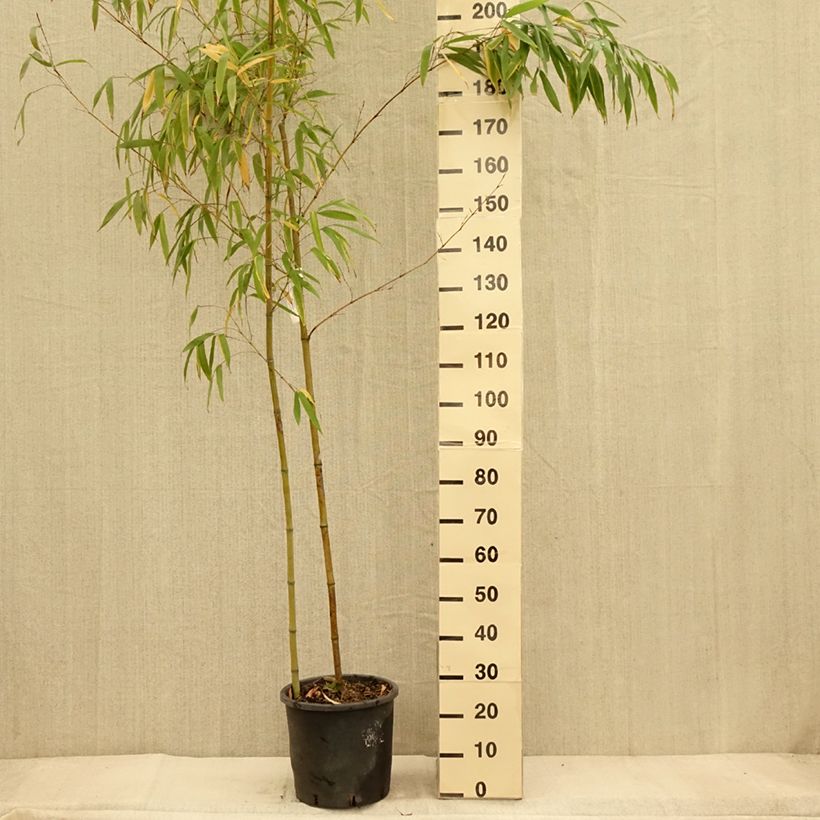 Phyllostachys vivax MacClure - Golden Chinese Timber Bamboo 7.5L/10L pot sample as delivered in autumn