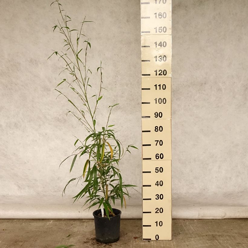 Phyllostachys vivax MacClure - Golden Chinese Timber Bamboo 7.5L/10L pot sample as delivered in summer