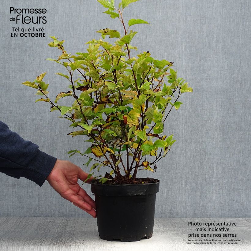 Physocarpus opulifolius Darts Gold - Ninebark 3L/4L pot sample as delivered in autumn