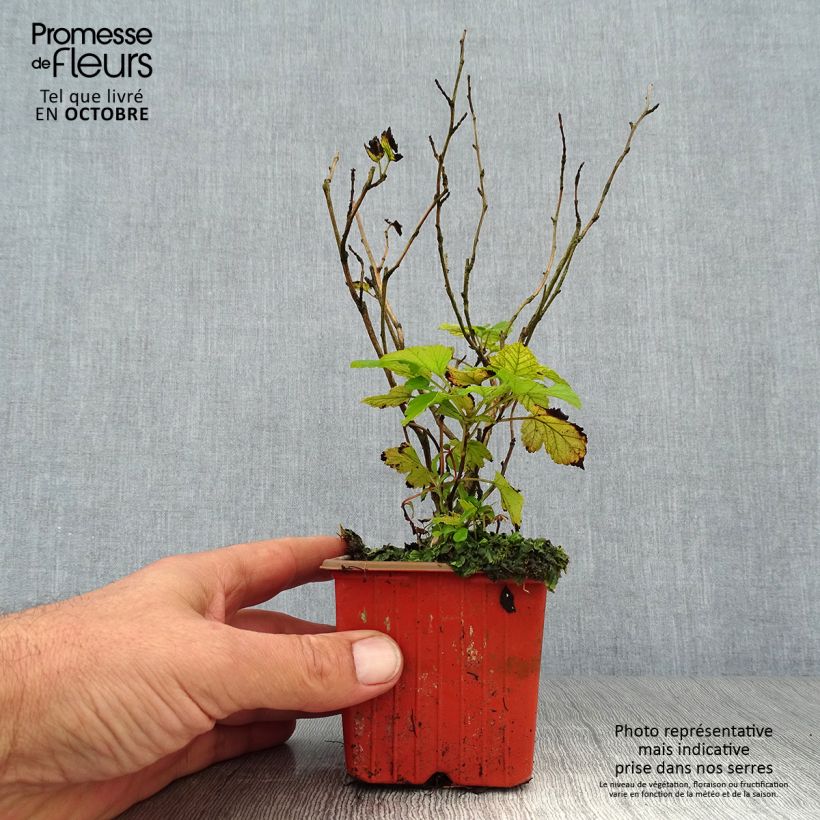 Physocarpus opulifolius Darts Gold - Ninebark 8/9 cm pot sample as delivered in autumn