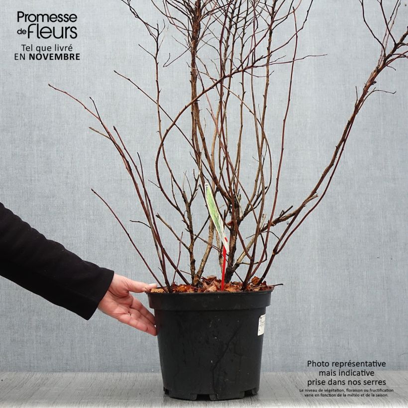 Physocarpus opulifolius Darts Gold - Ninebark 6L/7L pot sample as delivered in autumn