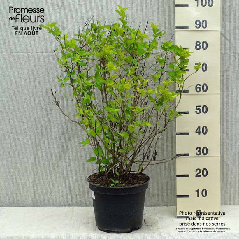 Physocarpus opulifolius Darts Gold - Ninebark 6L/7L pot sample as delivered in summer