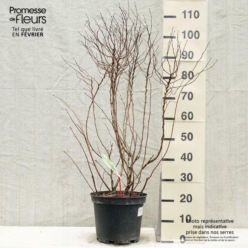 Physocarpus Dart s Gold livré en pot de 7,5L/10L sample as delivered in winter