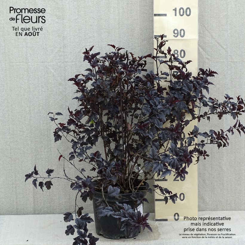 Physocarpus opulifolius All Black - Ninebark 7.5L/10L pot sample as delivered in summer