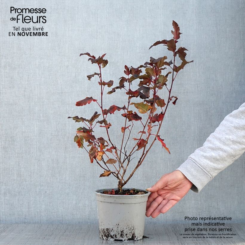 Physocarpus opulifolius Diable D'Or - Physocarpe ? feuilles cuivre Pot de 3L/4L sample as delivered in autumn