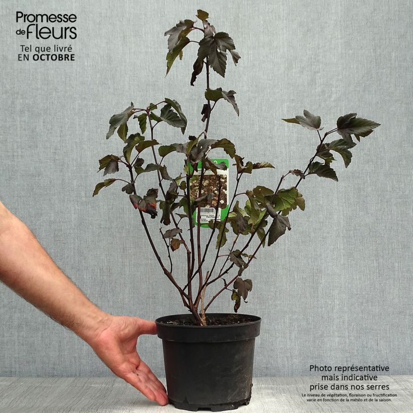 Physocarpus opulifolius Diabolo en pot de 3/4L sample as delivered in autumn