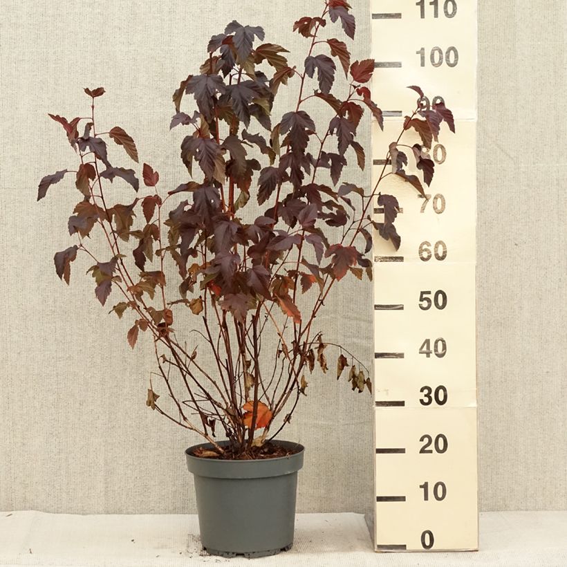 Physocarpus opulifolius Diabolo en pot de 7,5L/10L sample as delivered in autumn