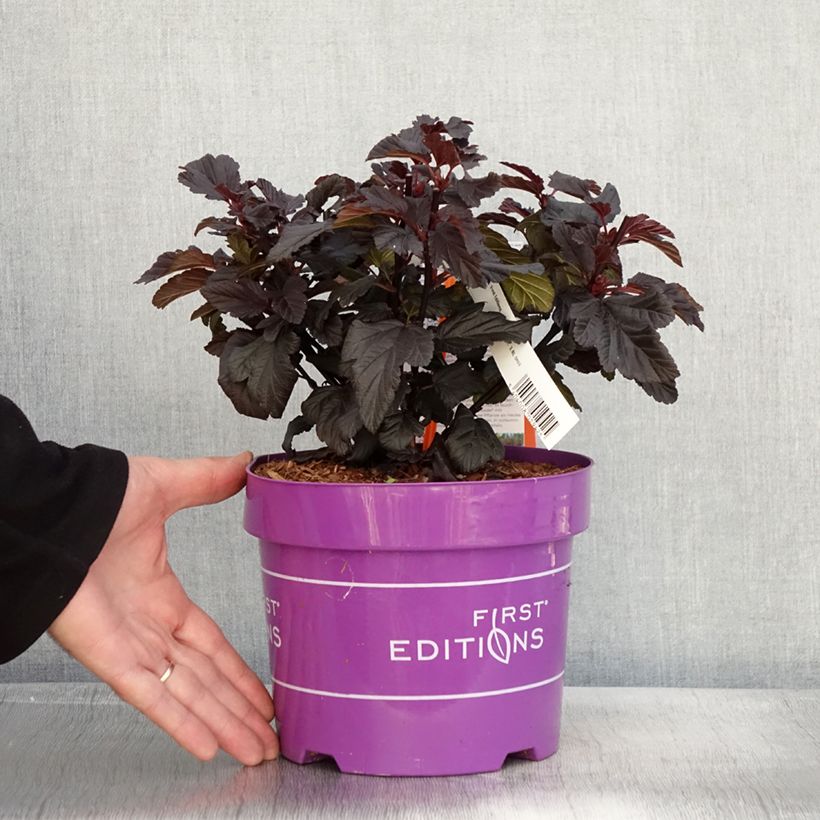 Physocarpus opulifolius Fireside First Editions - Physocarpe - Pot de 3L/4L sample as delivered in autumn