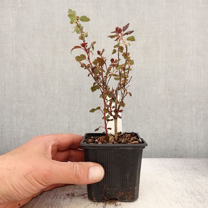 Physocarpus opulifolius Little Joker - Physocarpe nain - Godet de 8/9 cm sample as delivered in spring