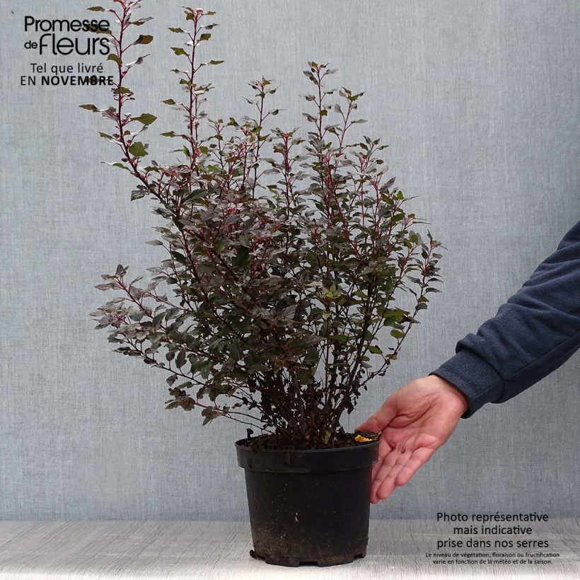 Physocarpus opulifolius Little Joker - Physocarpe nain Pot de 2L/3L sample as delivered in autumn