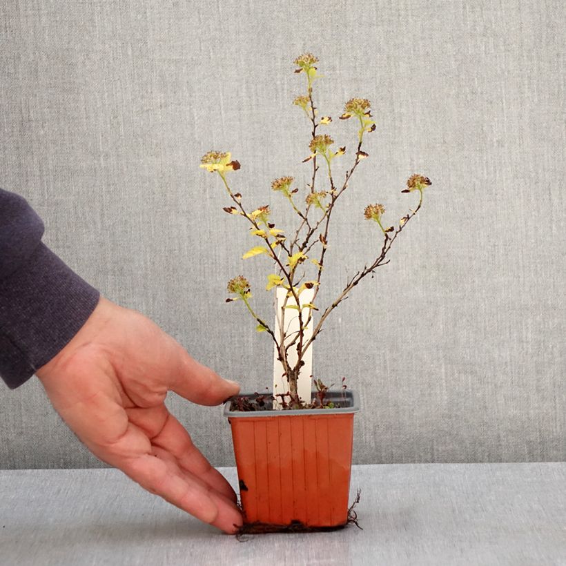 Physocarpus opulifolius Lucky Devil 8/9 cm pot sample as delivered in spring