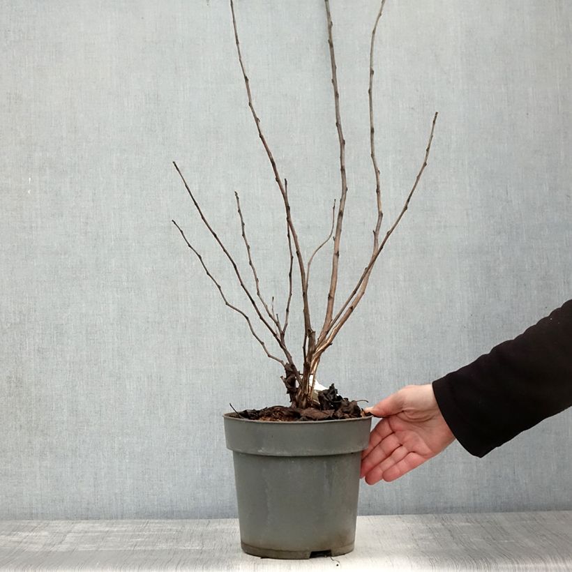 Physocarpus opulifolius Magic Ball - Ninebark 3L/4L pot sample as delivered in autumn
