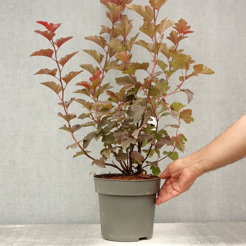 Physocarpus opulifolius Magic Ball - Ninebark 3L/4L pot sample as delivered in summer